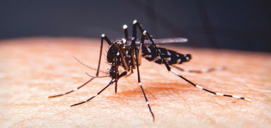 You are currently viewing Hanoi Reports Surge in Dengue Fever Cases, Authorities Step Up Control Measures